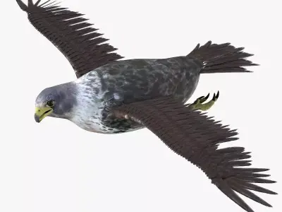 Falcon bird rigged 3d model Low-poly 3D model