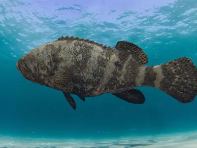 Most Real Goliath Grouper - 8k - 3d animated Low-poly 3D model