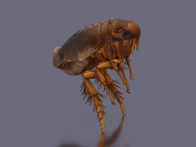 Home Flea 3D model