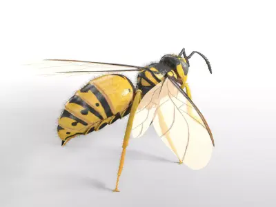 Wasp insect Low-poly 3D model