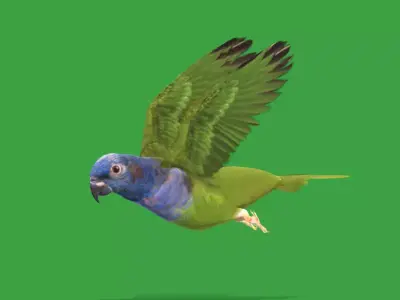 Pionus Parrot Bird Low-poly 3D model