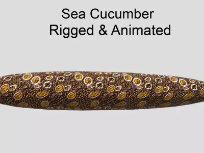 Sea Cucumber Realistic Animated Low-poly 3D model