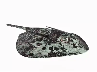 Round Ribbontail Ray Fish 3D model