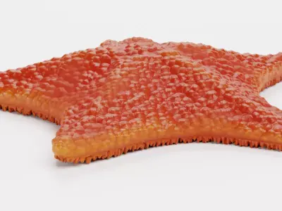 -Bat Starfish - Red- 3D model