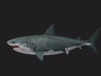 Greatwhiteshark Low-poly 3D model