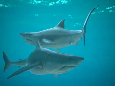 Shark two sharks swimming in ocean Low-poly 3D model