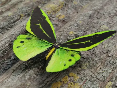 Green Birdwing Butterfly Low-poly 3D model