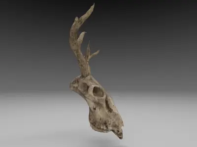 Deer Skull Low Poly 3D Model with Imperfections Free low-poly 3D model