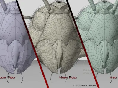 Murder Giant Asian Hornet  Low-poly 3D model