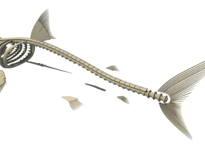 3D Sharks Skeletons 3D model