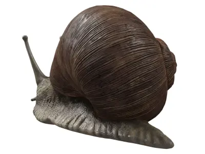 Snail 3D model