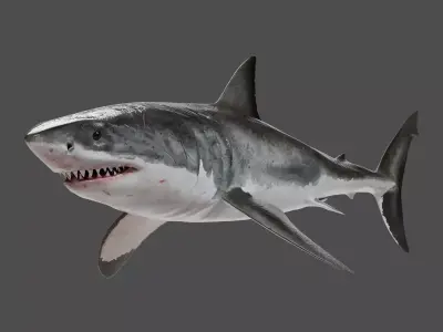Great White Shark Animation - VFX Grace 3D model