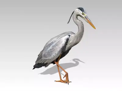 Heron Low-poly 3D model