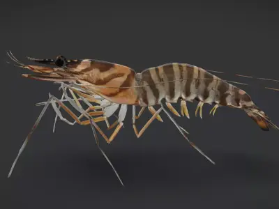 Realistic Shrimps - Tiger Prawn Animated 3D model