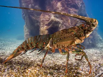 Realistic Lobster Animated 3D model