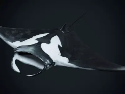 Manta Rays Low-poly 3D model