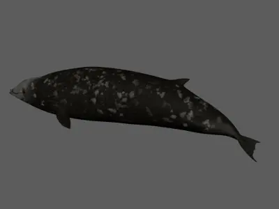 Cuvier Whale - Animated  Low-poly 3D model