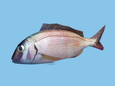 Pagar - Pagrus Pagrus Low-poly 3D model