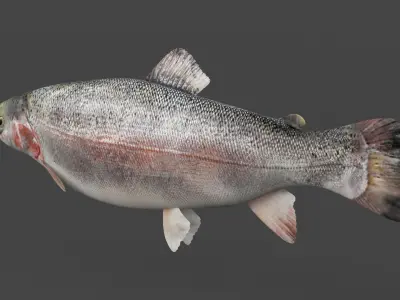 Fish Trout 3D model