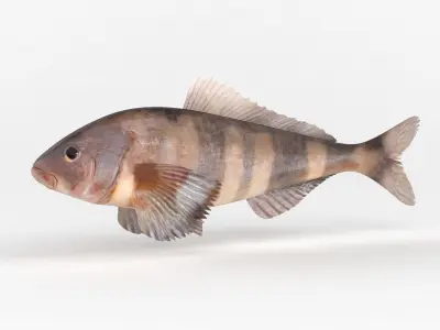 Fish Greenling 3D model