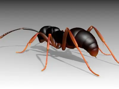Asian needle ant Low-poly 3D model