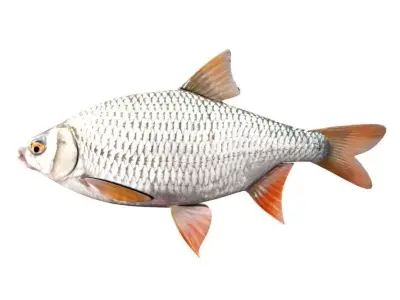 Common Roach Fish Rutilus Rutilus 3D model