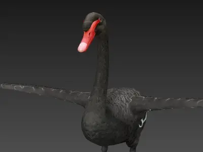  Swan  birds Low-poly 3D model