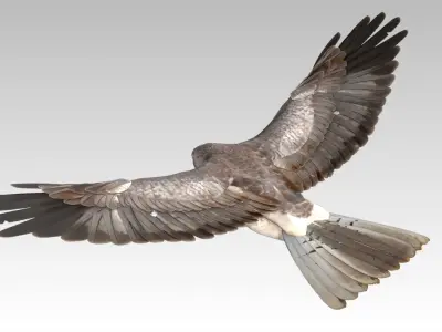 Hen Harrier Low-poly 3D model