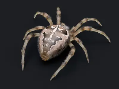 Garden Spider Low-poly 3D model