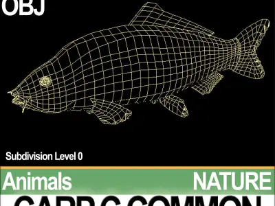 Carp C Common 3D model