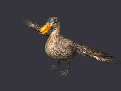 wild duck mallard dabbling anas platyrhynchos  3D model