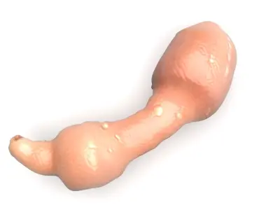 Penis Fish 3D model