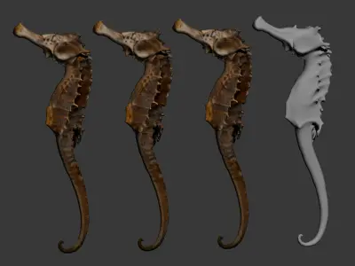 hippocampus japonicus Low-poly 3D model