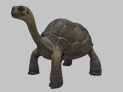 tortoise 3d model Free 3D model