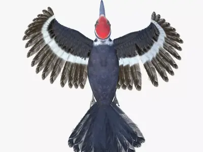 Woodpecker Bird 3d model Low-poly 3D model