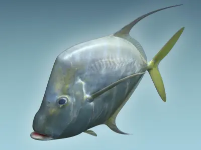 Selene Fish 3D model