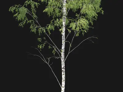 Birch forest part 01 3D model