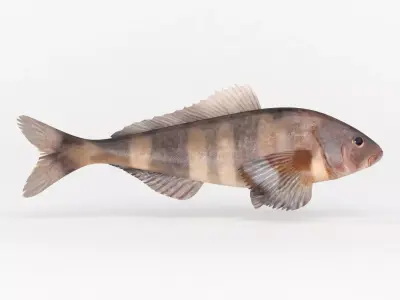 Fish Greenling 3D model