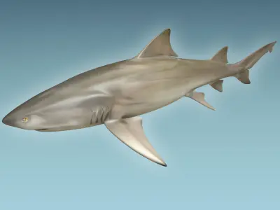 Lemon Shark 3D model