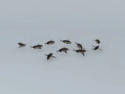 Tan Tunny fishes Free 3D model