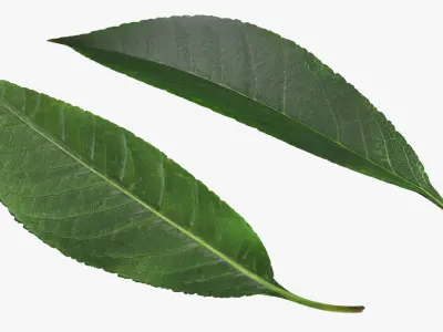 Cherry Leaf 3D model