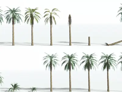 EVERYPlant Date Palm 4 --16 Models-- 3D model