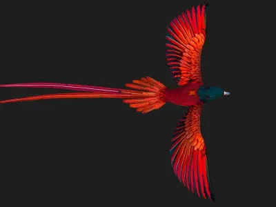 PheasantBird B5 3D model