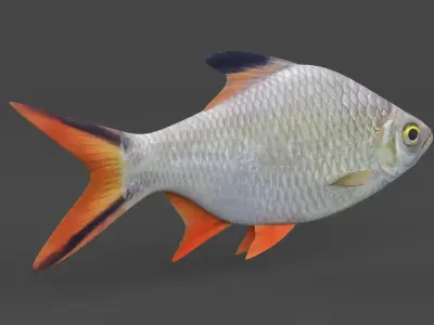Tinfoil Barb Fish 3D model