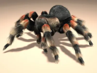 Tarantula (ANIMATED) (FUR) 3D model