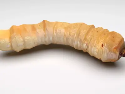 Maggot 3D model