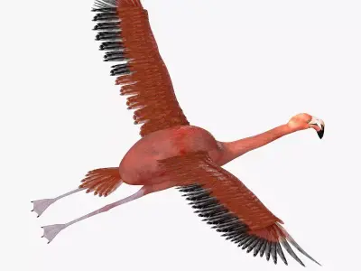 Flamingo bird rigged 3d model Low-poly 3D model