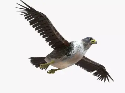 Falcon bird rigged 3d model Low-poly 3D model