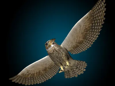 Great Horned Owl - Flight 3D model