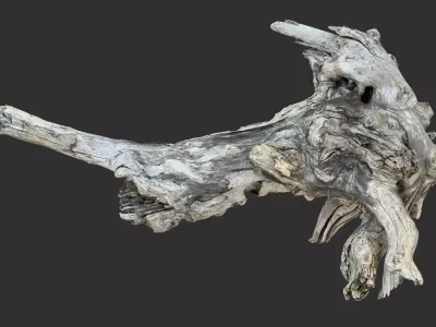 Tree Root 3D Scan 3D model